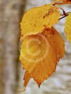 Betula pendula