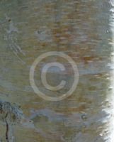 Betula platyphylla