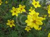 Bidens ferulifolia