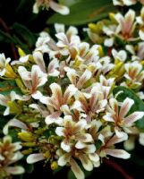 Marianthus bicolor