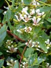 Marianthus bicolor