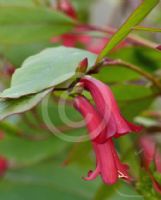 Marianthus erubescens