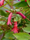 Marianthus erubescens