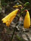 Blandfordia grandiflora