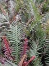 Blechnum brasiliense