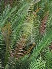 Blechnum brasiliense