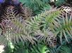 Blechnum cartilagineum