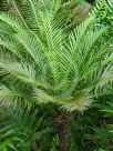 Blechnum gibbum