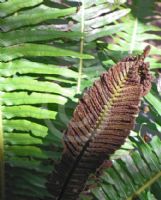 Blechnum nudum