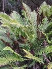 Blechnum nudum