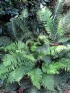 Blechnum nudum