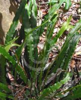 Blechnum patersonii